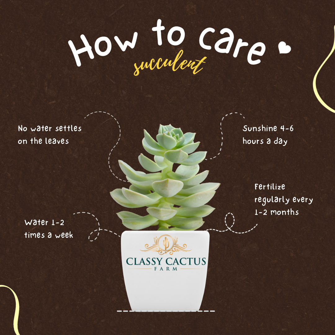 How Not to Kill Your Succulents  Classy Cactus Farm, LLC