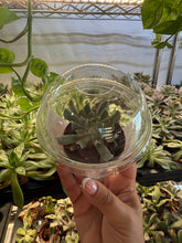 Load image into Gallery viewer, Gemstone Legacy Succulents