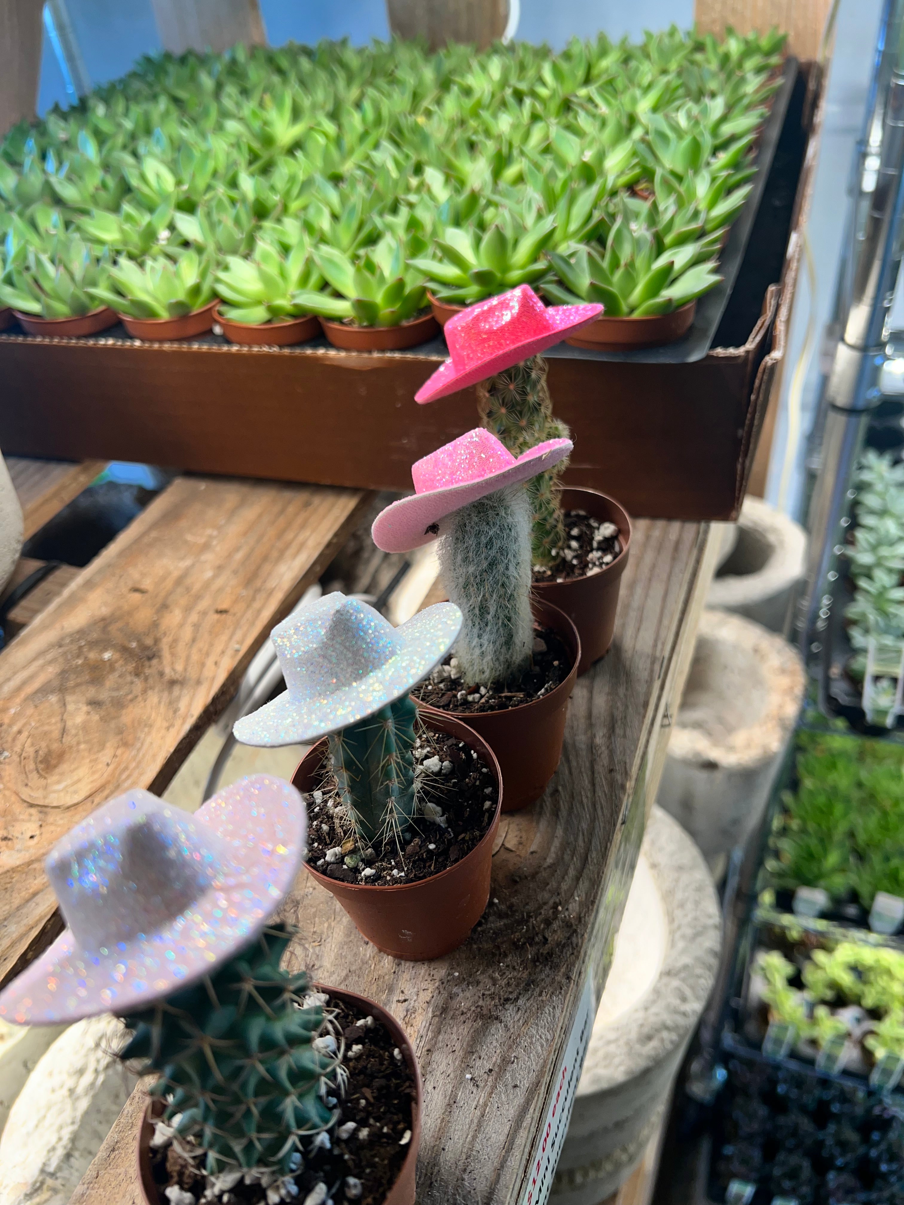 NASHVILLE Cowgirl Cactus â Classy Cactus Farm, LLC