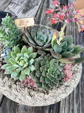 Load image into Gallery viewer, POP-UP SUCCULENT BAR - Newburgh, IN. SUNDAY, NOV 1 at 2pm