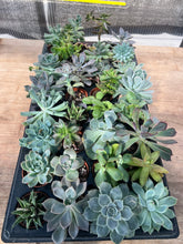 Load image into Gallery viewer, Succulents for Seniors β Gift a Succulent π΅π