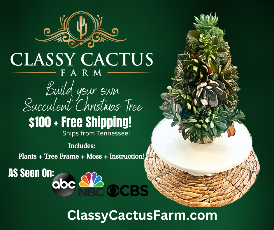 Shippable DIY Succulent Christmas Tree *READY TO SHIP! – Classy Cactus  Farm, LLC
