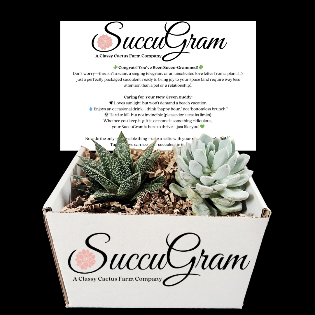 beach succulents name Random Act of Kindness SuccuGram – Classy Cactus Farm, LLC