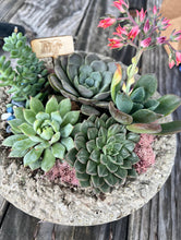 Load image into Gallery viewer, FREE SUCCULENT BAR (Sponsored by: Nathan Owen, Thrivent) - Tuesday, Dec 16 @ 6:30pm - Join Waitlist