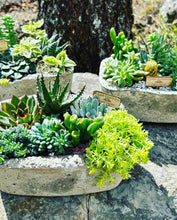 Load image into Gallery viewer, Reserve a Seat at the Succulent Bar (Murfreesboro, TN) - 1.5 hour Event