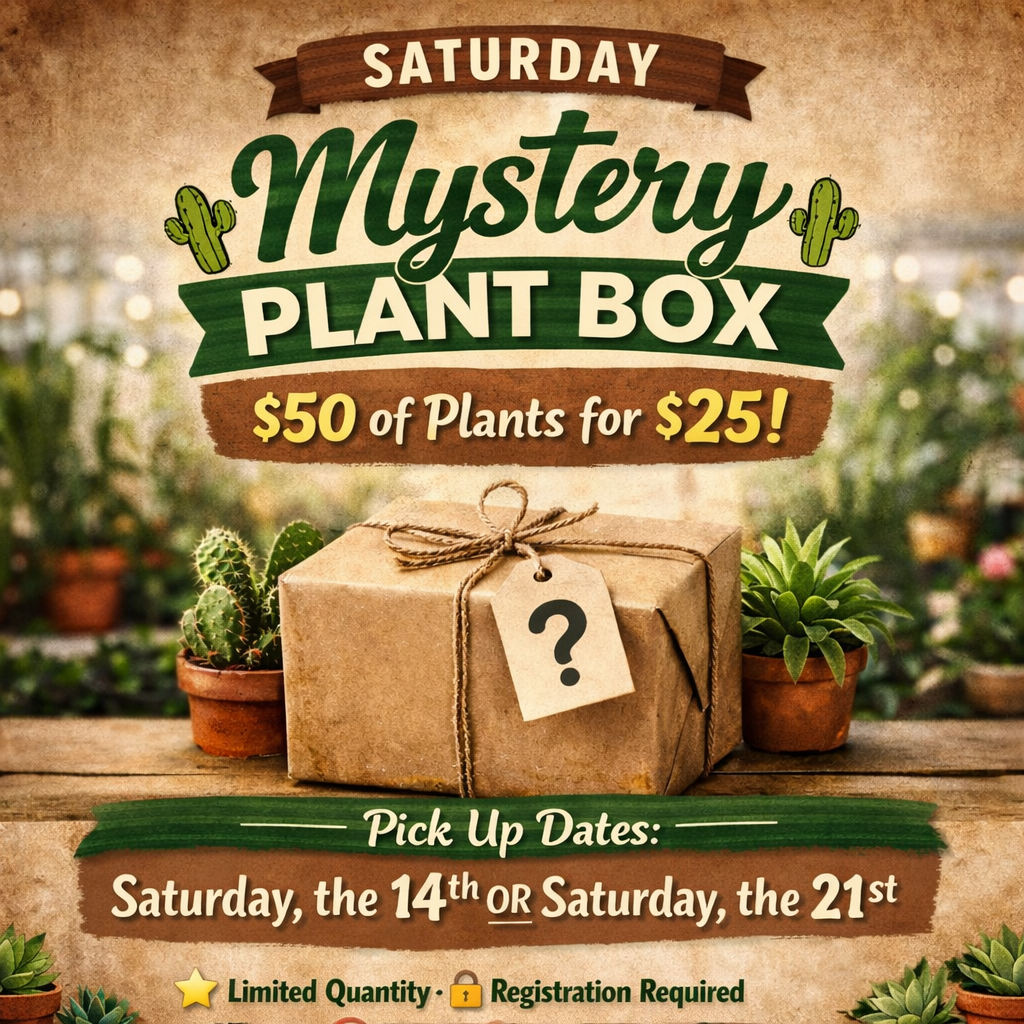 Mystery Plant Box Saturday (Feb 14 & Feb 21) – Classy Cactus Farm, LLC