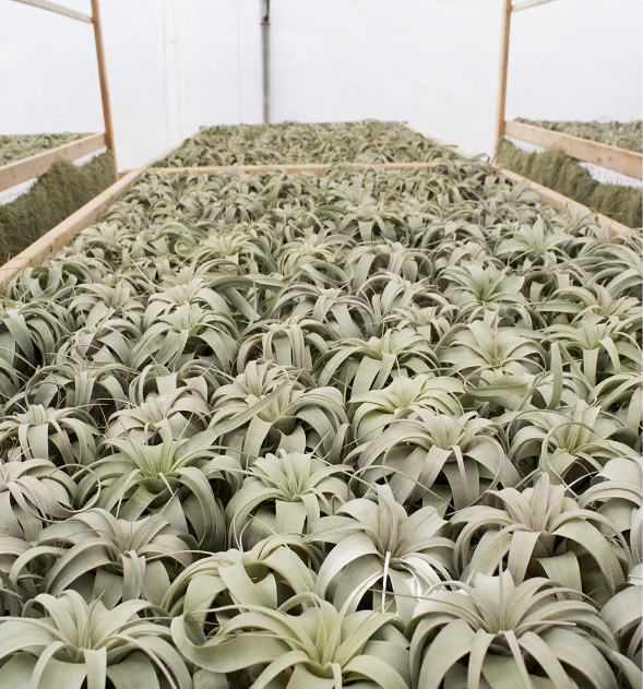 Tillandsia Xerographica King Air Plant (4