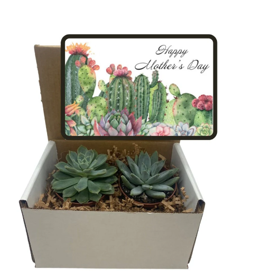 mother's day succulent Succulent Gift Box