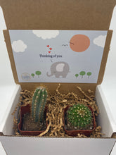 Load image into Gallery viewer, Cactus Gift Box - Thinking of You elephant (Set of 2)