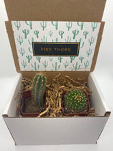 Load image into Gallery viewer, Cacti Gift Box - Hey There (set of 2)