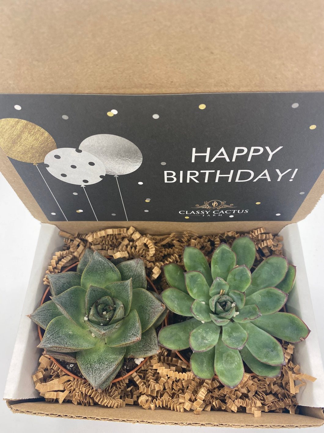 Succulent Gift Box - Happy Birthday Balloon -