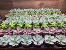 Load image into Gallery viewer, 2 inch Succulents