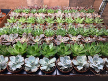 Load image into Gallery viewer, 2 inch Succulents
