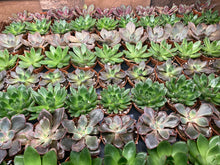 Load image into Gallery viewer, 2 inch Succulents