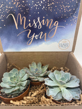 Load image into Gallery viewer, Succulent Gift Box - Missing You - 3 plants (2 inch plant)