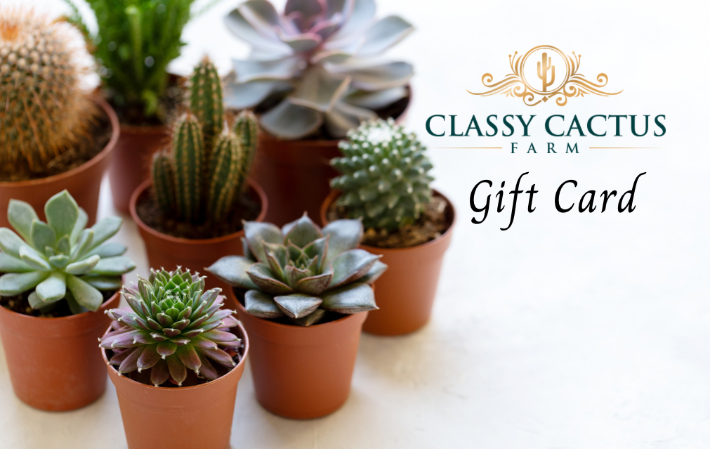buy cactus and succulents online Classy Cactus Farm Online Gift Card