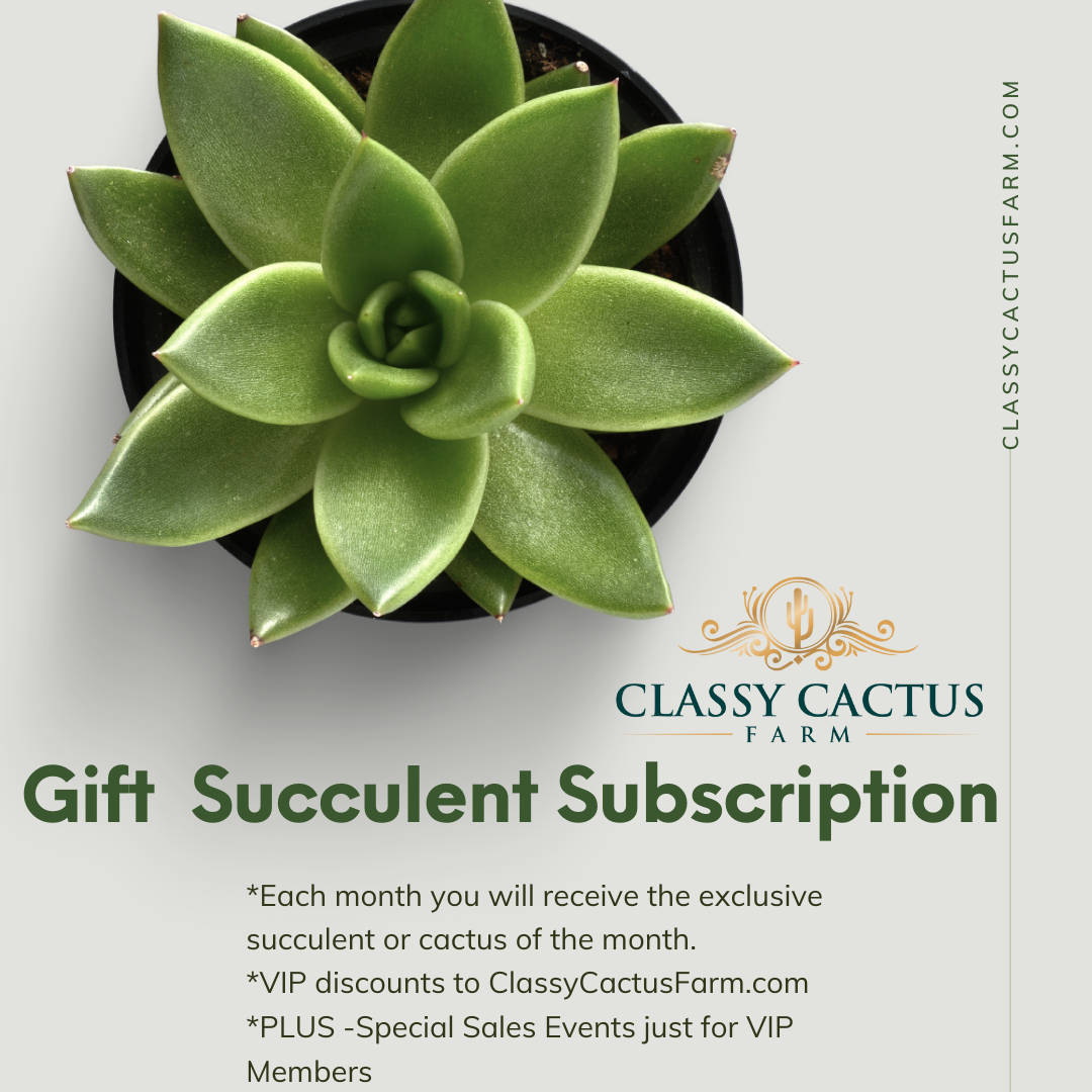 succulent subscriptions Gift VIP Succulent Box – Classy Cactus Farm, LLC