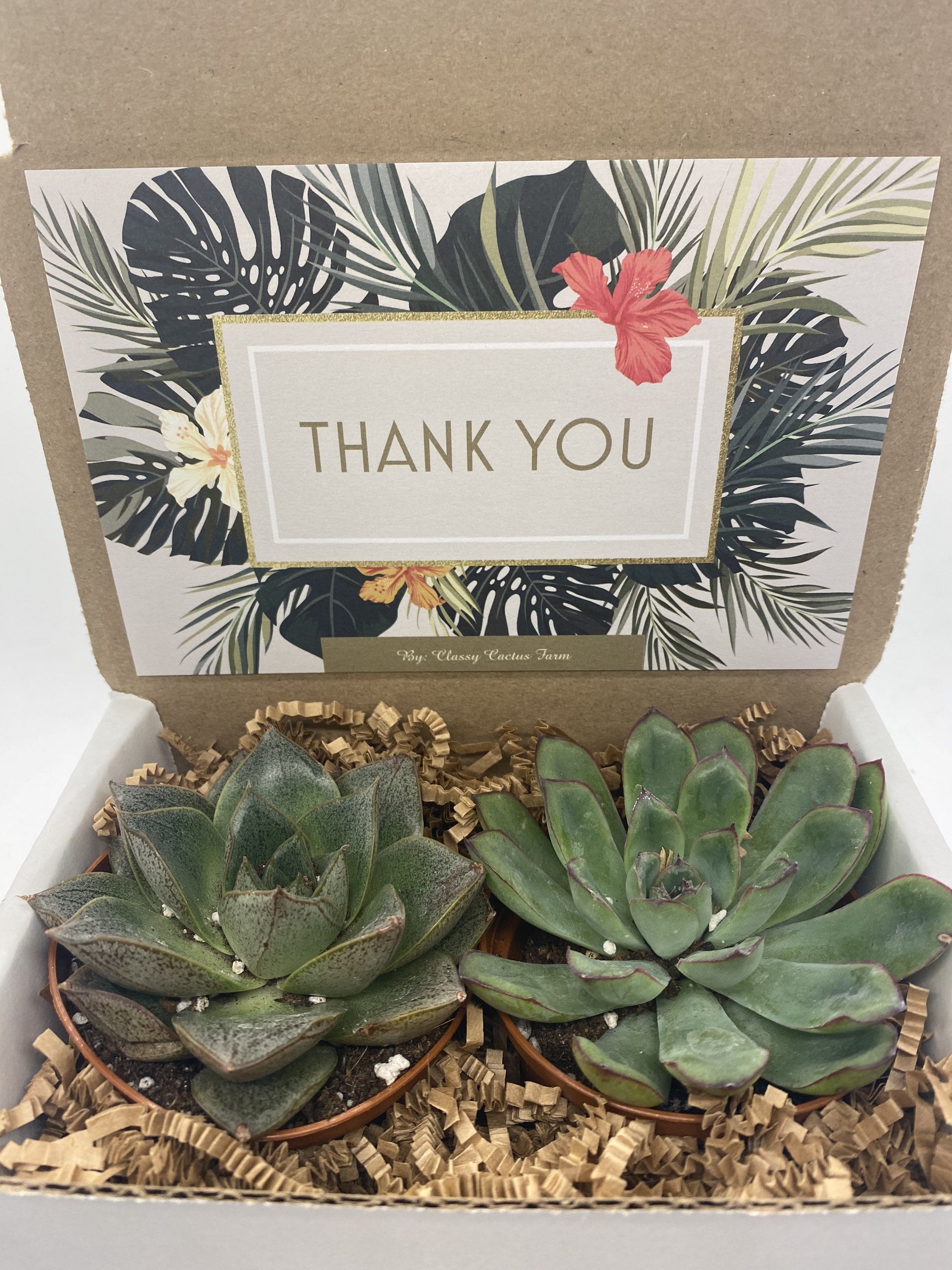 succulent thank you Succulent Gift Box