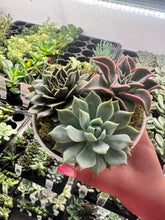 Load image into Gallery viewer, Teacher Appreciation Week 2026 - Gift a Deluxe Succulent Arrangement (Murfreesboro &amp; Rutherford Co. Schools) - May 4-8th
