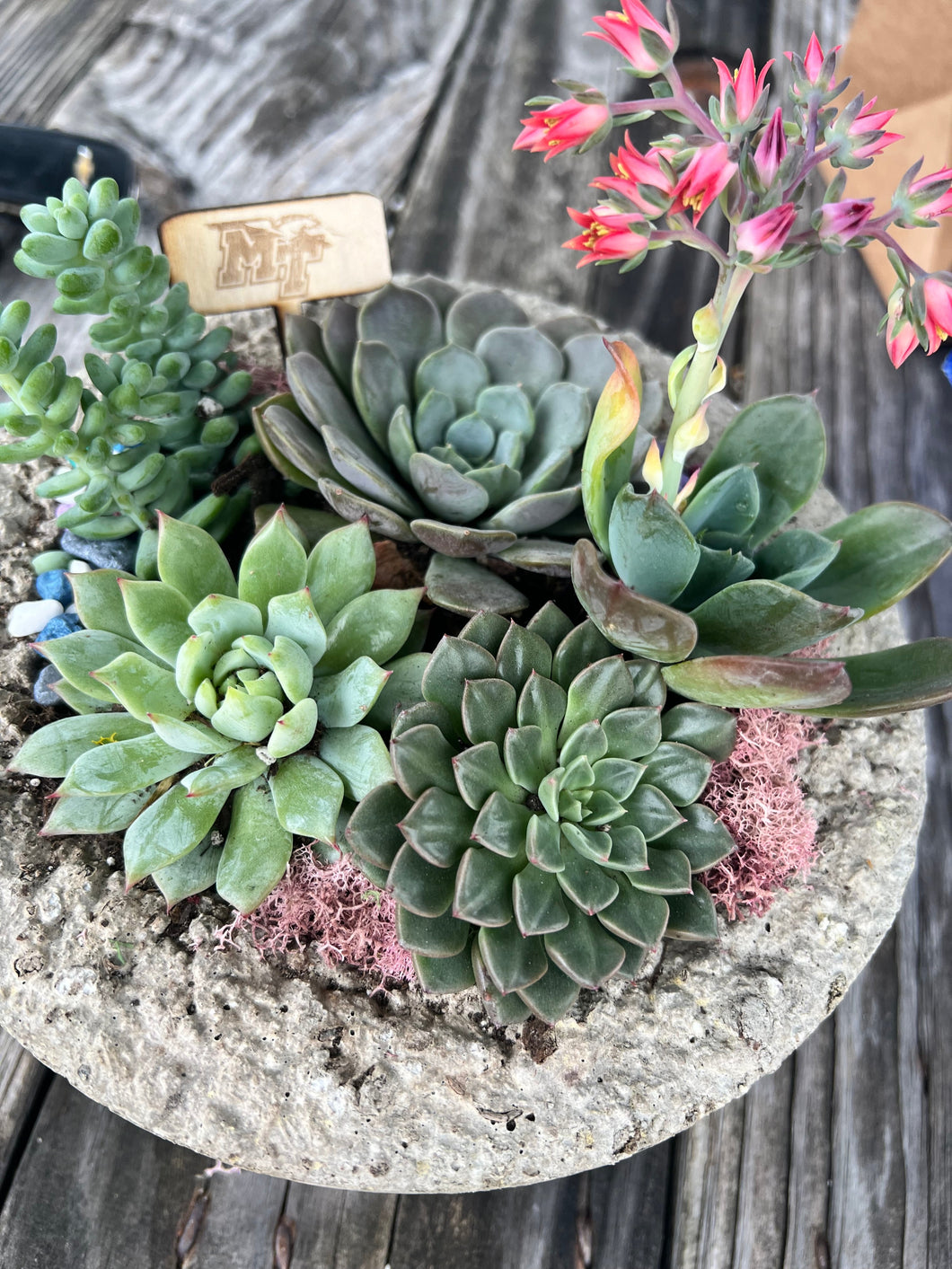 POP-UP SUCCULENT BAR - Bowling Green, KY. SUNDAY, MARCH 24 AT 2PM