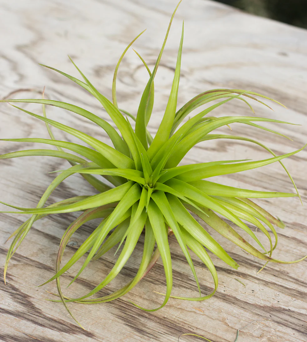 Brachycaulos (9-10