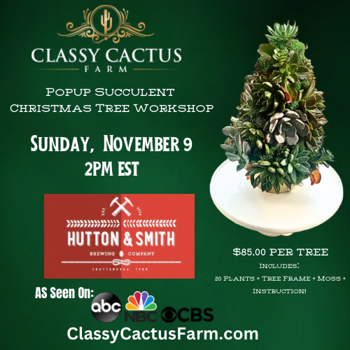 POP-UP SUCCULENT CHRISTMAS TREE WORKSHOP - Chattanooga, TN SUNDAY, DEC 7 @ 2PM EST