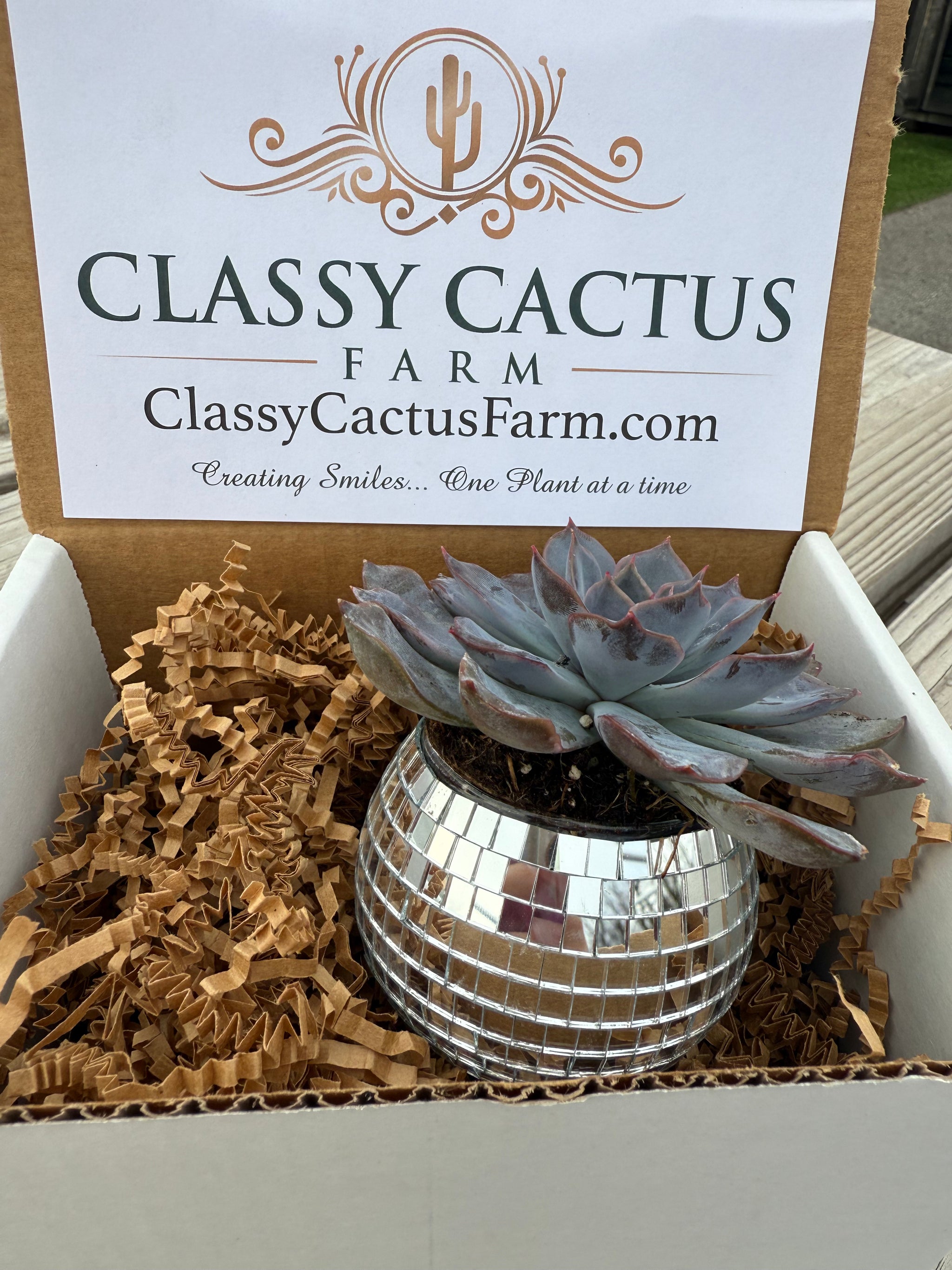 Disco Ball Succulent Gift Box – Classy Cactus Farm, LLC