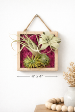 Load image into Gallery viewer, Moss &amp; Air Botanical Living Frame Workshop (Coming Soon!) - Murfreesboro, TN
