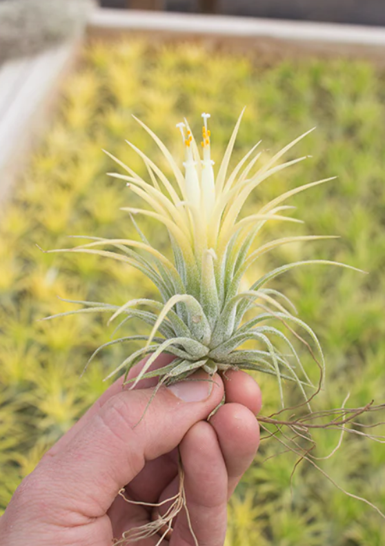 Ionantha Druid - Sumo White