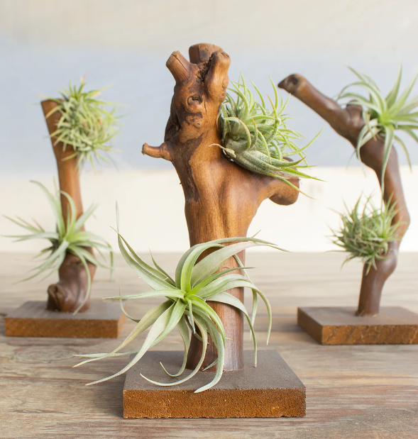 Tilly Trees