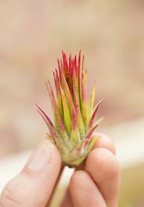 Ionantha Fuego