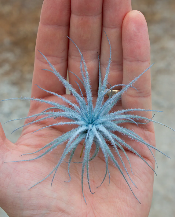 Tectorum Infused (Blue)