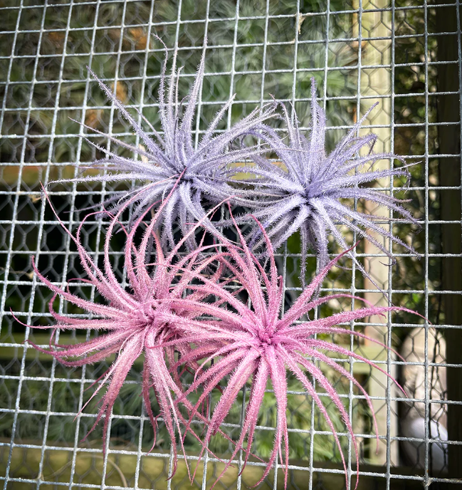 Tectorum Infused (Lilac)