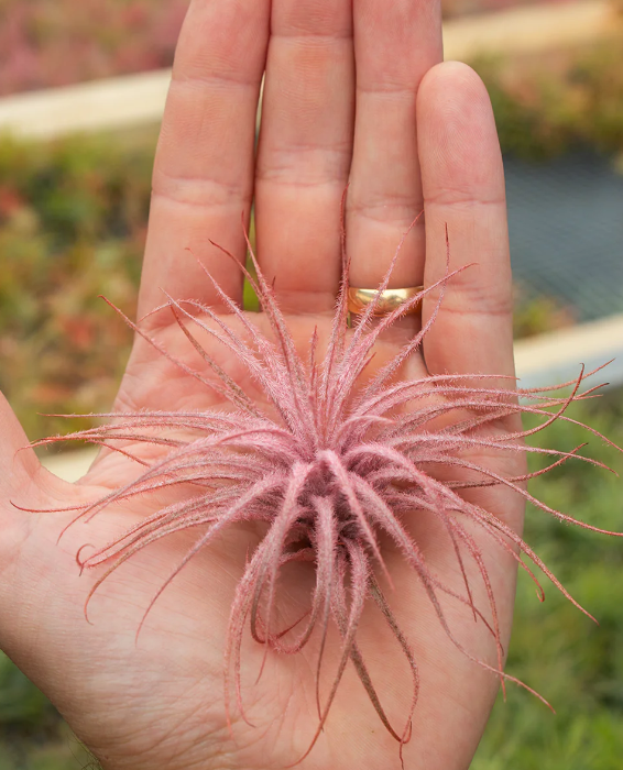 Tectorum Infused (Red)