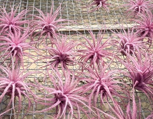 Tectorum Infused (Hot Pink)