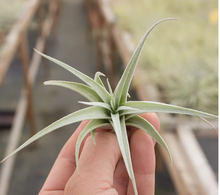 Load image into Gallery viewer, Subsecundifolia
