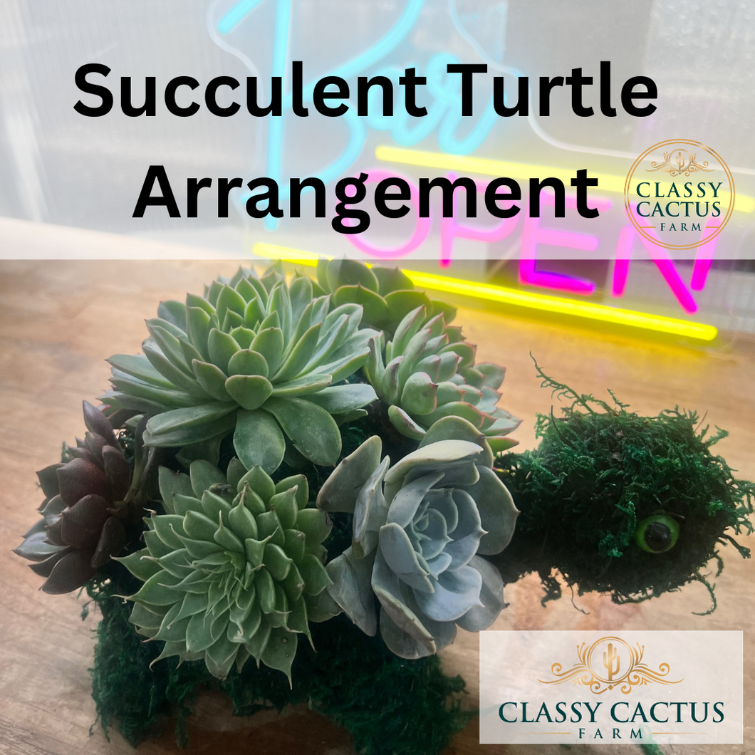 Succulent Turtle Arrangement Workshop - January's Featured Arrangement (Multiple Dates Available) MURFREESBORO, TN