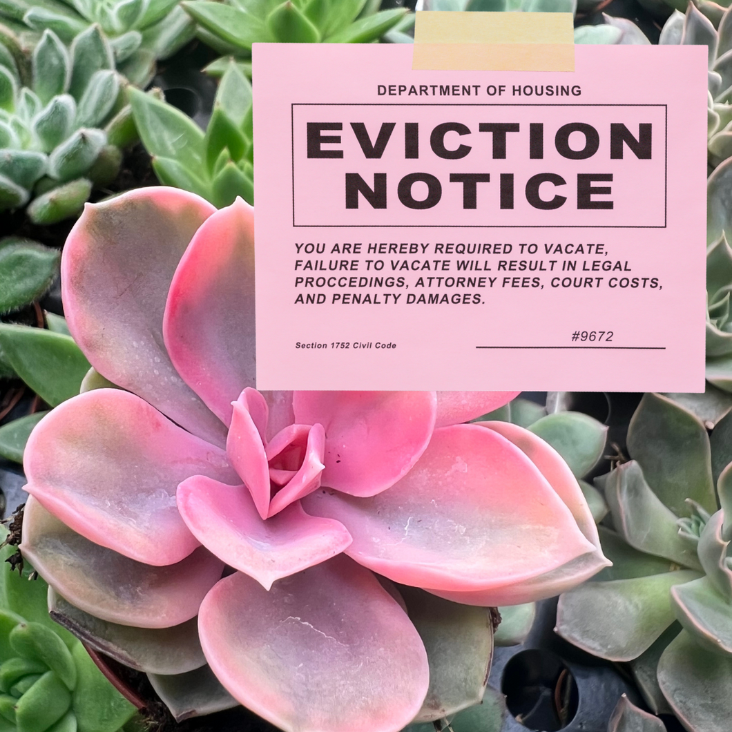 The Great Succulent Eviction Sale Event - SATURDAY, SEPTEMBER 27 at 10:00AM-4:00PM