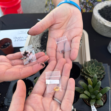 Load image into Gallery viewer, Gemstone Legacy Succulents
