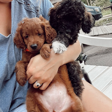 Load image into Gallery viewer, Puppy &amp; Plant Afternoon - SATURDAY, Aug 15 2:30pm-4:30pm

