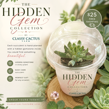 Load image into Gallery viewer, The Hidden Gem Collection by Classy Cactus Farm
