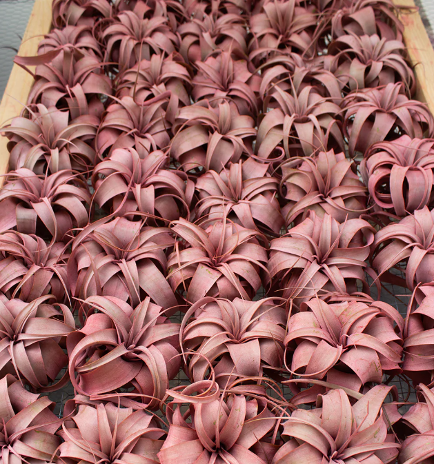 Xerographica Red (Infused) King Air Plant
