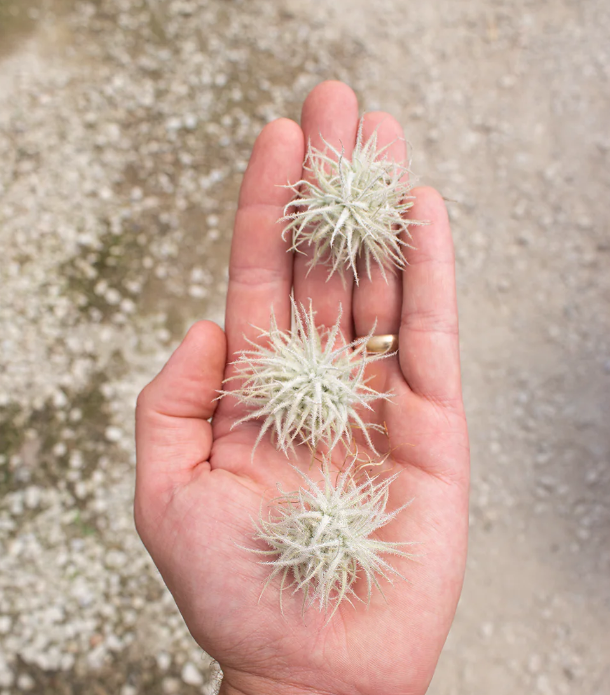 Snow Ball Tectorum