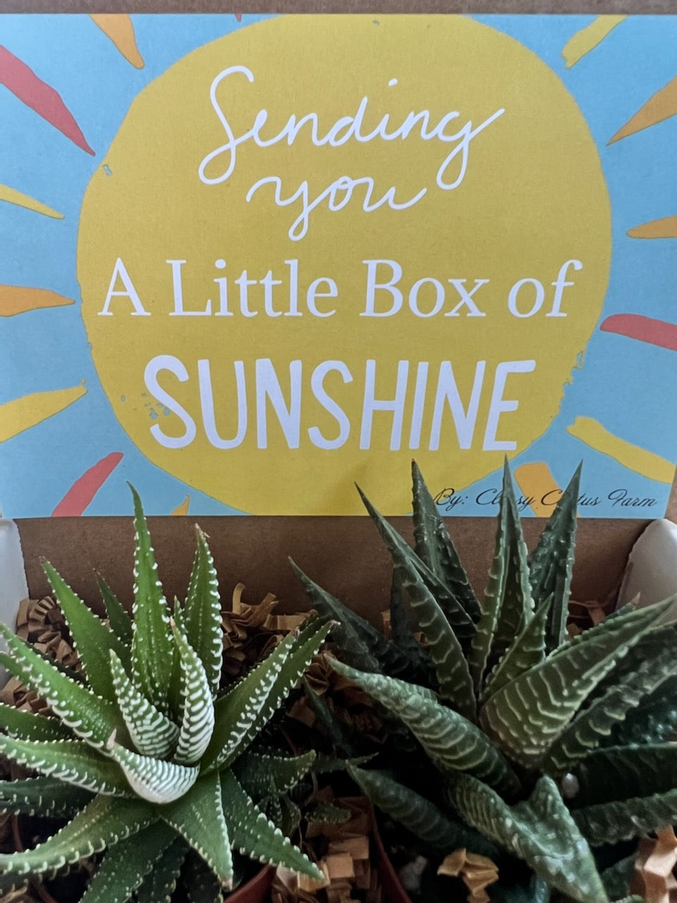 sunshine succulent font Box of Sunshine Succulent Gift Box