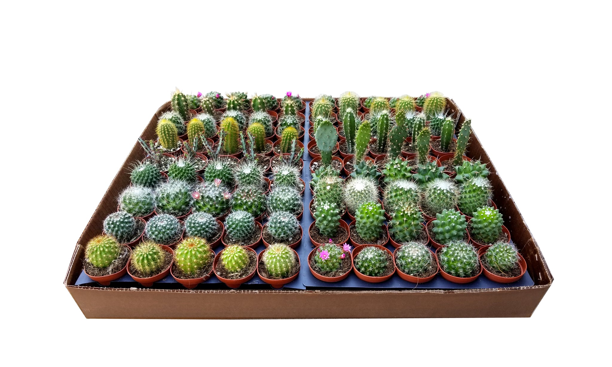 2-inch Cactus – Classy Cactus Farm, LLC