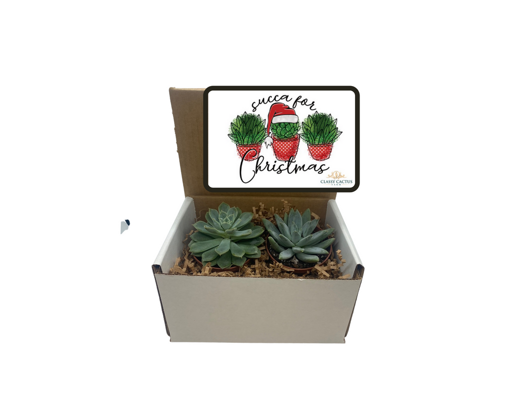 succulent warehouse Succa for Christmas Succulent Gift Box