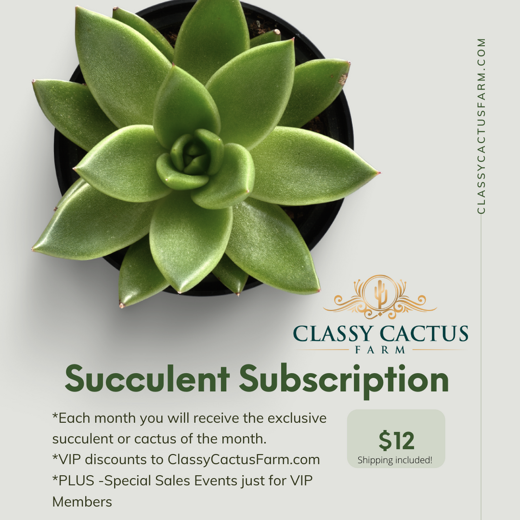 VIP Classy Cactus Subscription