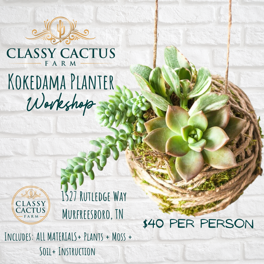 Kokedama Planter (No Available dates, but available for Private Party Bookings).