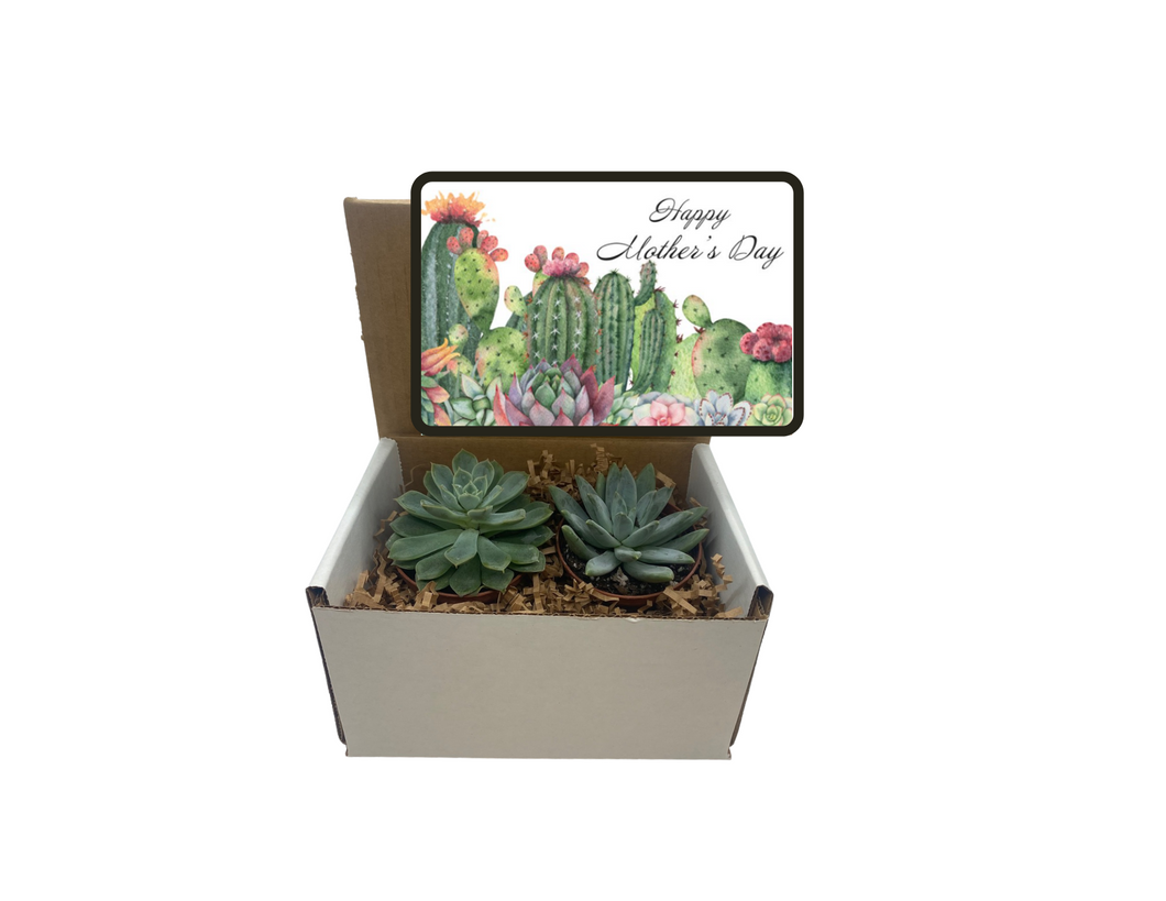 happy succulents Succulent Gift Box