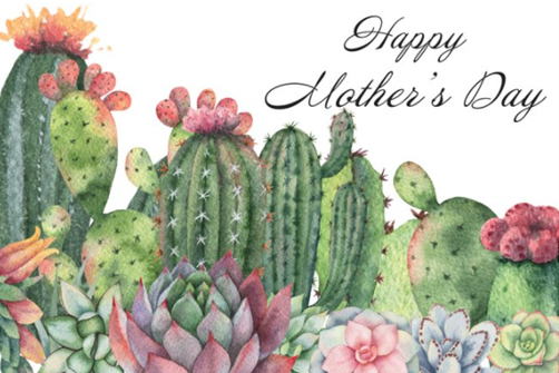 happy mothers day succulents Cactus Gift Box